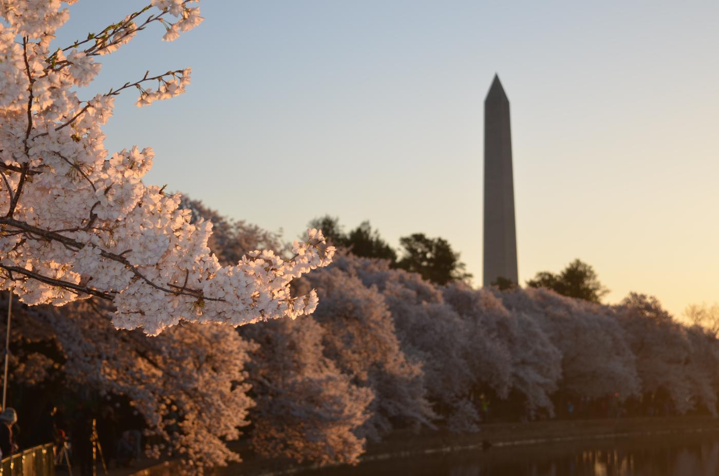 cherry blossoms