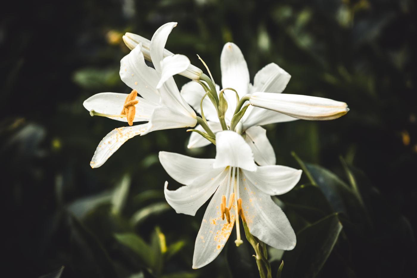 Easter lily