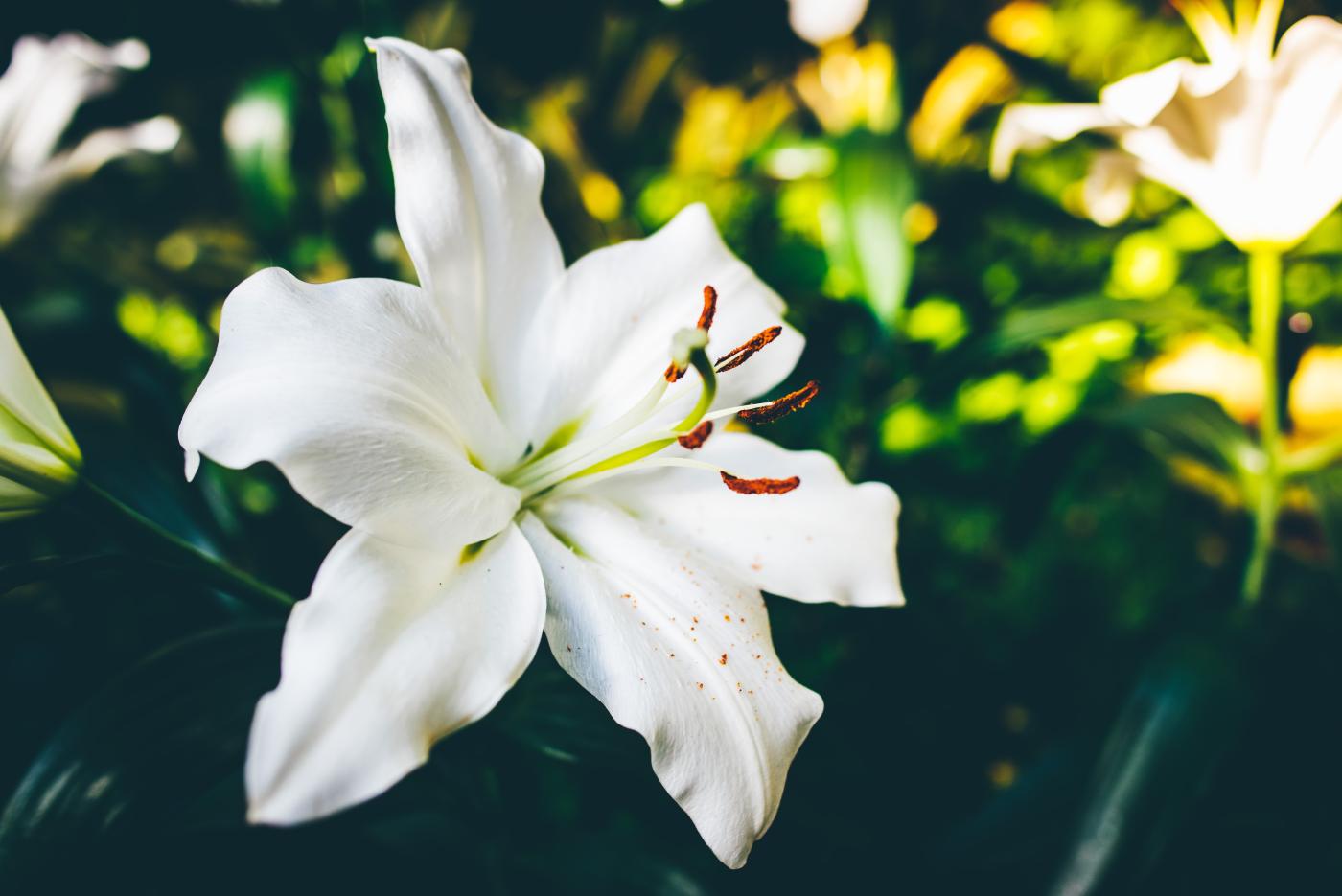 Easter lily